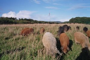 Wollschweine im Gras